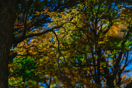 Bright colors of autumn and landscapes of the park Los Glaciares. Fall in Patagonia, the Argentine sideの写真素材