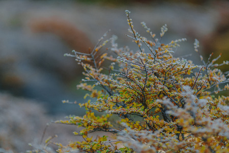 Autumn Patagonia and the bush covered with hoarfrost. Argentine partの写真素材