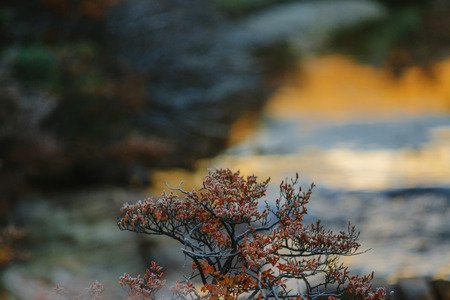Autumn Patagonia and the bush covered with hoarfrost. Argentine partの写真素材