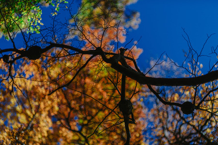 Bright colors of autumn and landscapes of the park Los Glaciares. Fall in Patagonia, the Argentine sideの写真素材