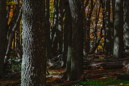 Bright colors of autumn and landscapes of the park Los Glaciares. Fall in Patagonia, the Argentine sideの写真素材