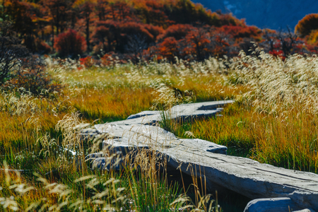 A wooden walkway in the Los Glaciares National Park. Autumn in Patagonia, the Argentine sideの写真素材