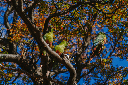 Parrot in the forests of the park Los Glaciares. Autumn in Patagonia, the Argentine side