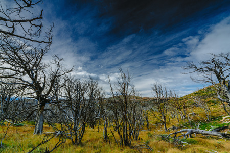 View of the valley and faded trees in the Torres del Paine National Park on a cloudy day. Autumn in Patagonia, the Chilean sideの写真素材