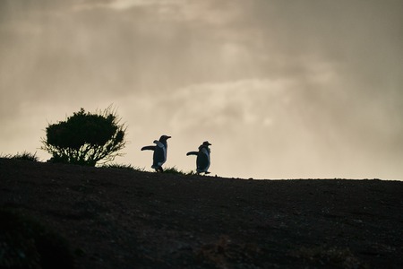 The colony of penguins on the island in the Beagle Canal. Argentine Patagonia. Ushuaiaの写真素材