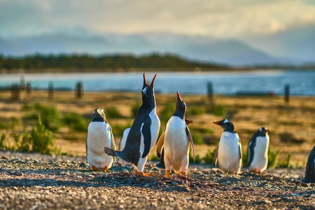 The colony of penguins on the island in the Beagle Canal. Argentine Patagonia. Ushuaiaの写真素材