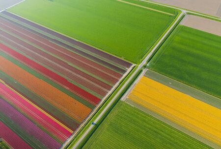 Aerial view of tulip planted fields in the Dronten area. Spring in the Netherlands.