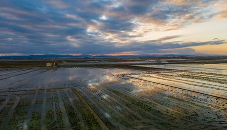 Aerial view of rice fields, flocks of birds and agricultural machinery during sunset on Lake Albufera. Comunidad Valencianaの写真素材