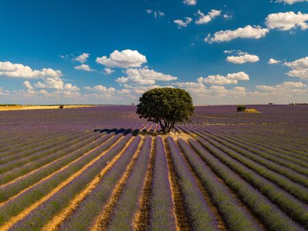 Aerial view of lavender fields and lonely standing trees during sunset near Brihuega. Spain in the summer.の写真素材