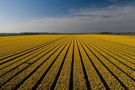 Aerial view of tulip planted fields in the Dronten area. Spring in the Netherlandsの写真素材