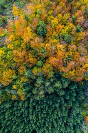 Aerial view of the road among colorful trees. Slovenia in the autumn.の写真素材