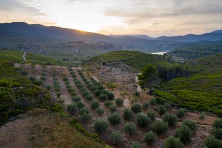 Aerial view of the valley, olive fields and Embalse de Forata reservoir during sunset. Summer in Spainの写真素材