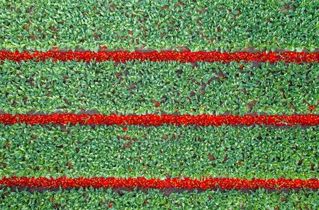 Aerial view of tulip planted fields in the Keukenhof district. Spring in the Netherlandsの写真素材