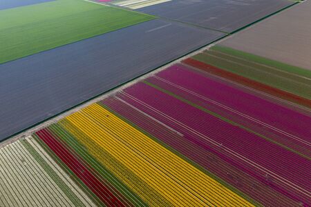 Aerial view of tulip planted fields in the Dronten area. Spring in the Netherlands.の写真素材