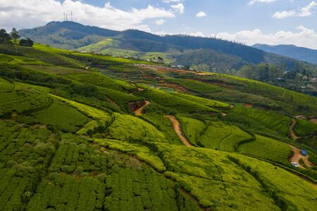 Aerial view of tea plantations on the island of Sri Lanka.の写真素材