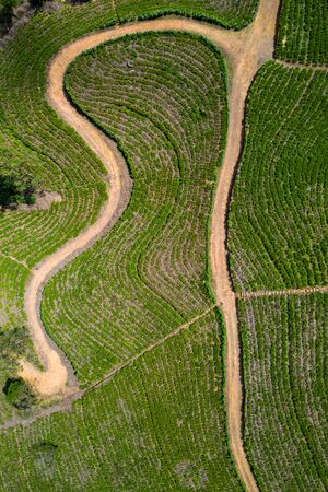 Aerial view of tea plantations on the island of Sri Lanka