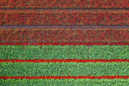 Aerial view of tulip planted fields in the Keukenhof district. Spring in the Netherlandsの写真素材