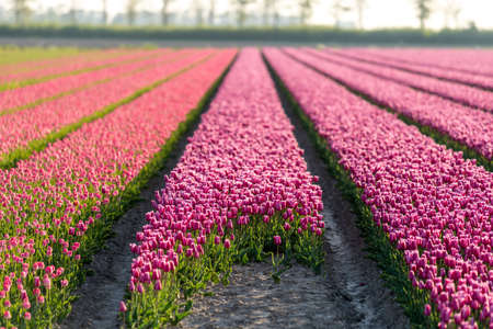 Pink tulips field with the sunlight. Famous beautiful flower bloom in spring day.の写真素材
