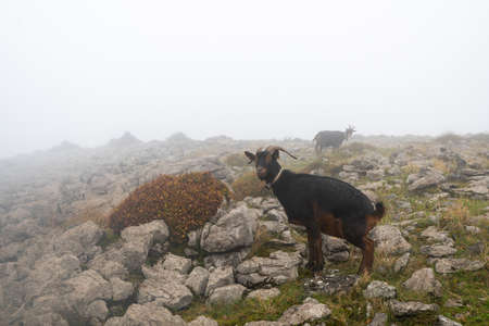 Mountain goats in the autumn in Otzarreta forest in Gorbea Natural Park, Spainの写真素材
