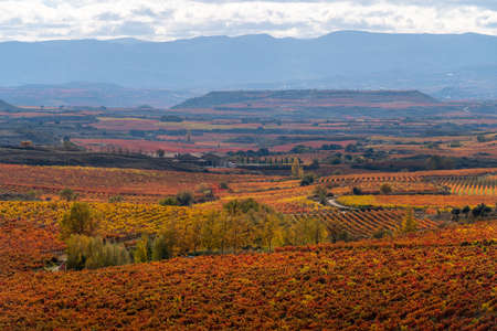 Landscape with vineyards in La Rioja. Sunrise timeの写真素材