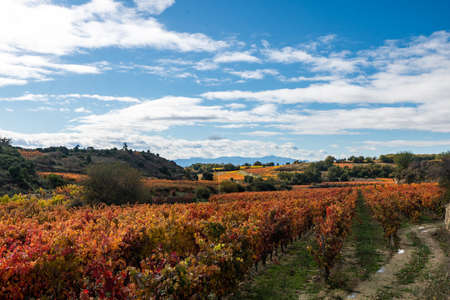 Bunch of ripe grapes in the autumnal colors of the vineyard. Spain in Sunrise time