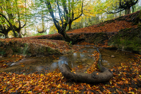 Mysterious Otzarreta forest. Gorbea natural park, Basque Country, Spainの写真素材