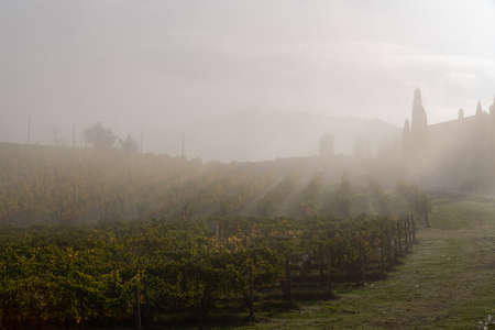 A grape field for wine. Vineyard hills. Autumn landscape with rows of vineyards. Tuscany, Italy.の写真素材