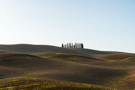 Scenic view of a typical Tuscan landscape with a group of cypresses against a blue sky in beautiful golden morning light at dawn, Tuscany, Italy, Southern Europeの写真素材