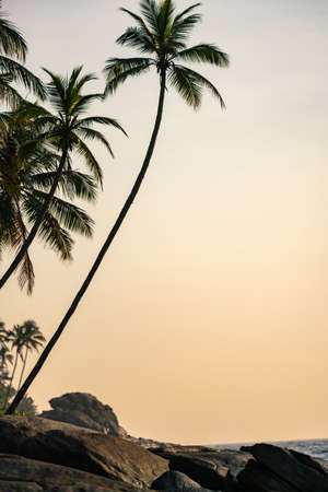 Lonely palm tree at sunset in Sri Lanka island.の写真素材