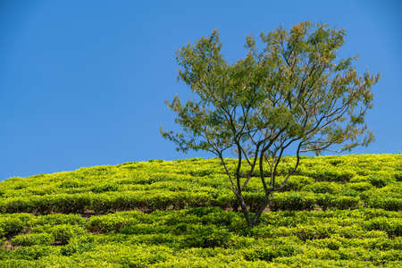 Beautiful view of tea plantations. Climbing up the tea plantations.の写真素材