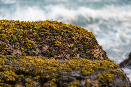 Boulders with yellow moss on beach in Sri Lanka, near Matara.の写真素材