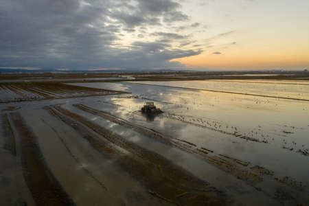Aerial view of rice fields, flocks of birds and agricultural machinery during sunset on Lake Albufera. Comunidad Valencianaの写真素材