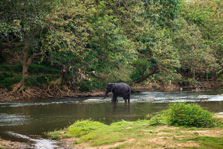 Many elephants swim in the river. Jungle view with palms and blue sky. Pinnawala Elephant Orphanage. Sri Lanka.の写真素材