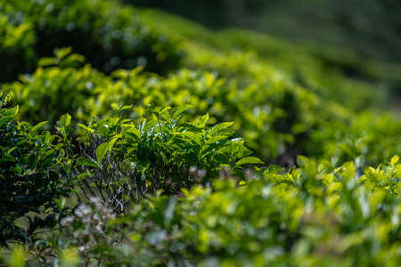 Green tea bud and fresh leaves. Tea plantations.の写真素材