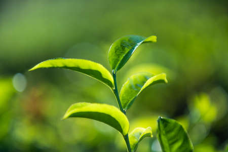 Fresh green tea leaf. Close up Green Tea Leaves shoots in a tea plantation at sunrise.の写真素材