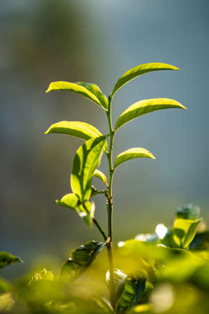Fresh green tea leaf. Close up Green Tea Leaves shoots in a tea plantation at sunrise.の写真素材