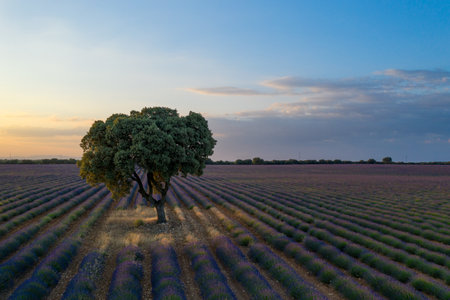 Aerial view of lavender fields and lonely standing trees during sunset near Brihuega. Spain in the summer.の写真素材