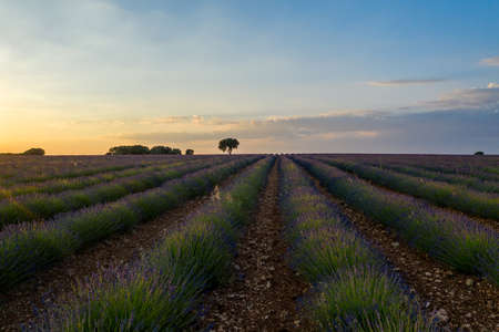 Aerial view of lavender fields and lonely standing trees during sunset near Brihuega. Spain in the summer.の写真素材