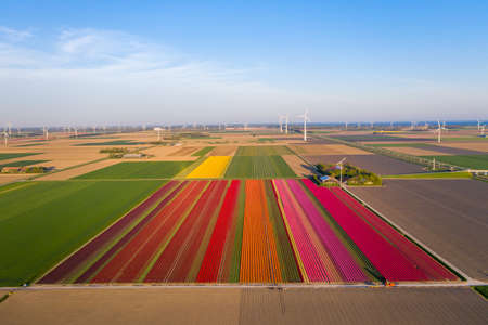 Aerial view of tulip planted fields in the Dronten area. Spring in the Netherlandsの写真素材