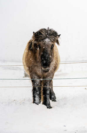 Icelandic horses. The Icelandic horse is a breed of horse created in Icelandの写真素材