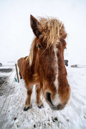 Icelandic horses. The Icelandic horse is a breed of horse created in Icelandの写真素材