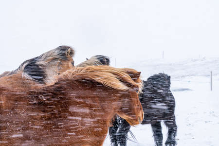 Icelandic horses. The Icelandic horse is a breed of horse created in Icelandの写真素材