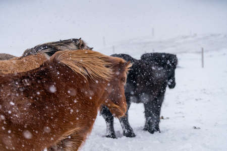 Icelandic horses. The Icelandic horse is a breed of horse created in Icelandの写真素材