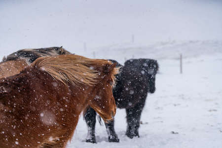 Icelandic horses. The Icelandic horse is a breed of horse created in Icelandの写真素材