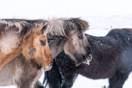 Icelandic horses. The Icelandic horse is a breed of horse created in Iceland