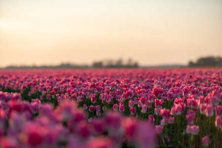 Pink tulips field with the sunlight. Famous beautiful flower bloom in spring day.の写真素材