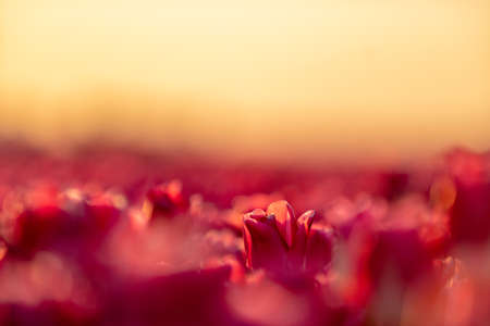 Pink tulips field with the sunlight. Famous beautiful flower bloom in spring day.の写真素材