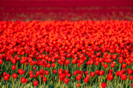 Red tulip fields in the dutch countryside, South Holland, the Netherlands