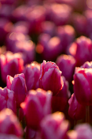 Pink tulips field with the sunlight. Famous beautiful flower bloom in spring day.の写真素材