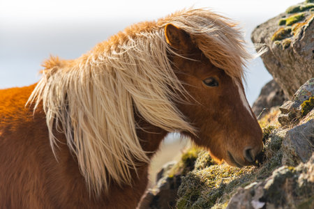 Icelandic horses. The Icelandic horse is a breed of horse created in Icelandの写真素材